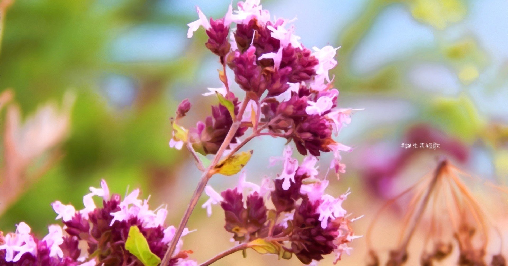 11月29日 誕生花は花薄荷 誕生花短歌 御子柴 流歌 Note