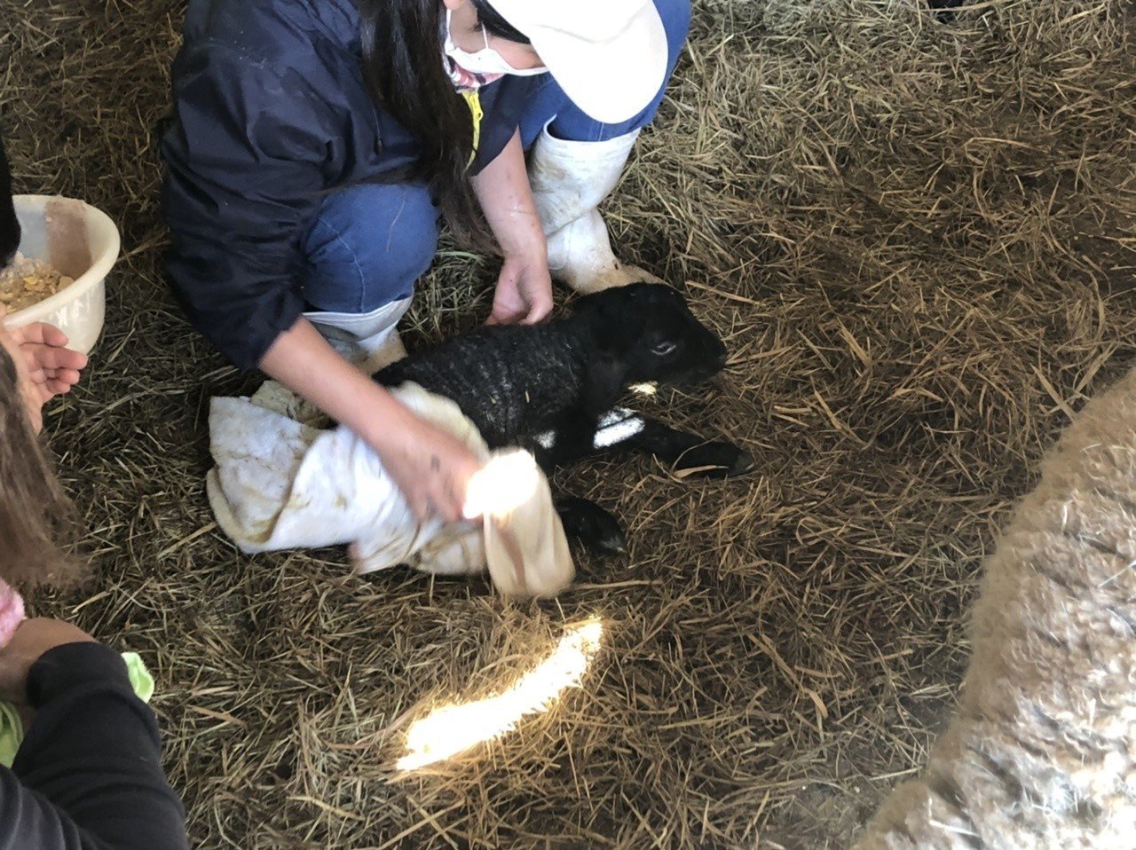 金を払って犬を指名し散歩させる 1700円 いつもの動物公園に行きました 私の指名した嬢は 落ちてるウンコを食糞しまくるという芸披露に努めていました 運良く羊の出産シーンにも立ち合いました 出産から2 城之内あやめ Note