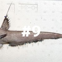 2 かっこいい名前の魚がスーパーに売られてた とと日誌 Note