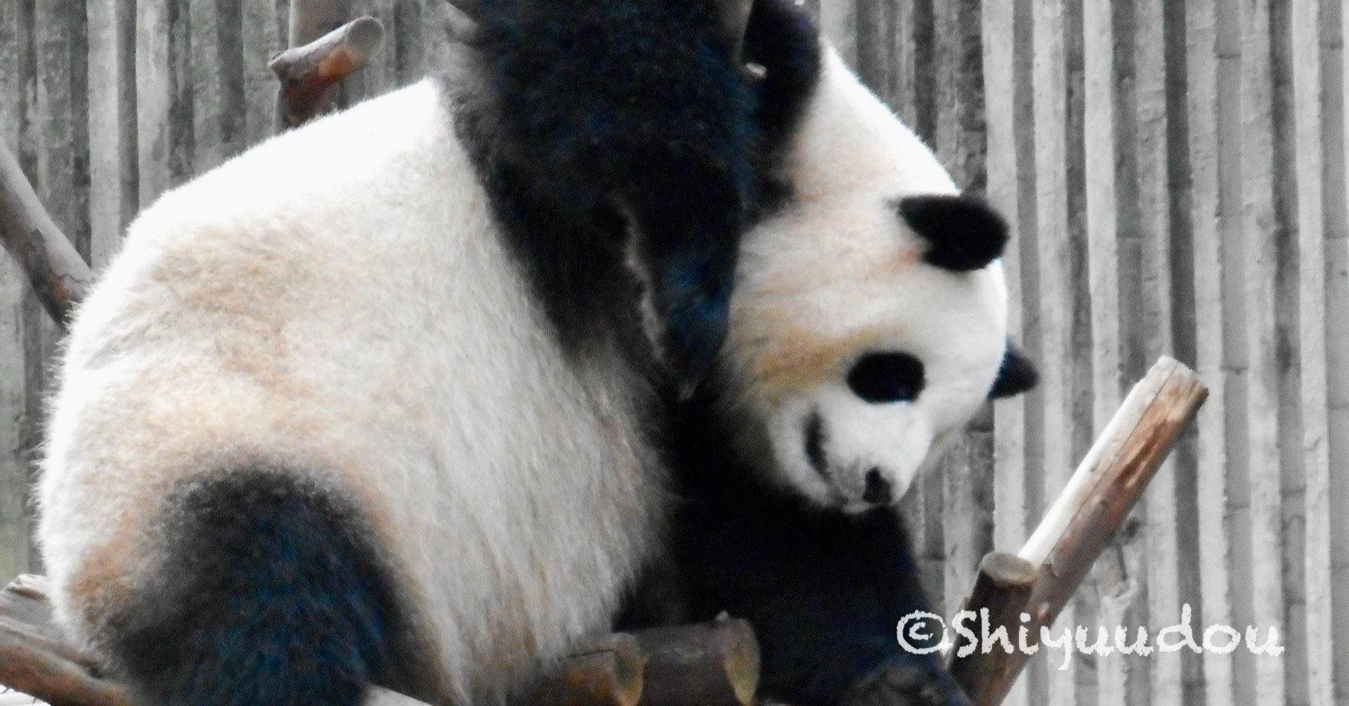 パンダ棚 中国のパンダニュースを読む No 30 11 30 Shiyuudou Note