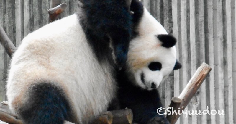 パンダ棚 中国のパンダニュースを読む No 30 11 30 Shiyuudou Note