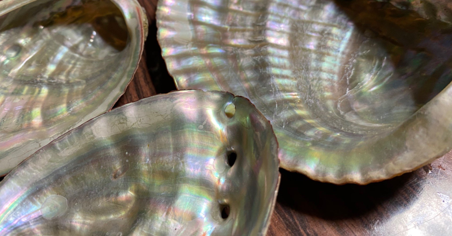 貝殻の真珠層を取り出す試み Noriaki Kawanishi 黒崎base半農style Note 貝殻の真珠層を取り出す試み Noriaki Kawanishi 黒崎base半農style Note