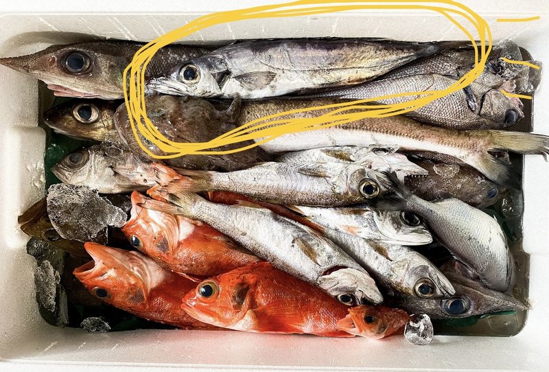 12 高級魚 兼 雑魚 とと日誌 Note