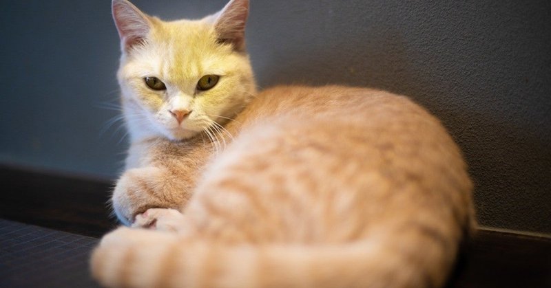 吾輩は猫である 名前はささねこ 2 ささねこ Note
