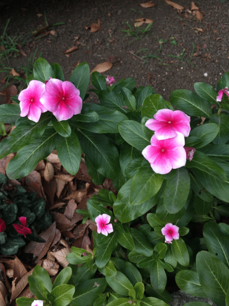 季節柄か、花壇に点在して咲いている。いや、植わっていると言った方がいいか。