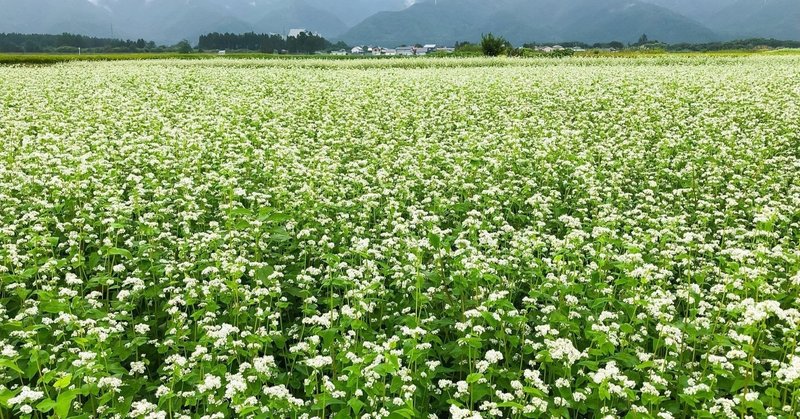 Takesumi 飾り竹炭 花飾り 赤 ちりめん赤 苔庭 m 竹炭インテリア Takesumi Note Takesumi 飾り竹炭 花飾り 赤 ちりめん赤 苔庭 m 竹炭インテリア Takesumi Note
