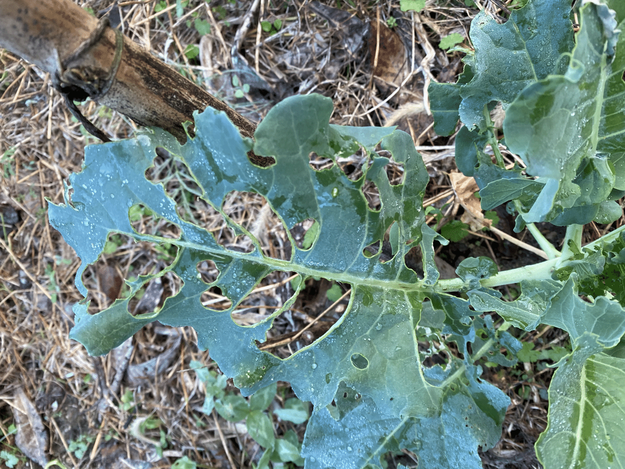 Vol 52 ブロッコリーを守れ ブロッコリーの害虫 鳥対策をする ころのにわ 自然菜園 Note Vol 52 ブロッコリーを守れ ブロッコリーの害虫 鳥対策をする ころのにわ 自然菜園 Note