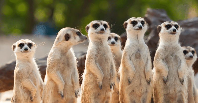 ミーアキャット飼ってはいけない動物 の新着タグ記事一覧 Note つくる つながる とどける