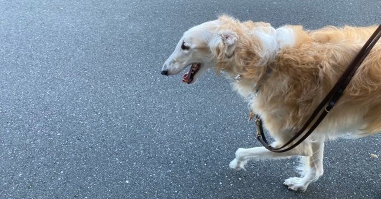 ボルゾイ犬を触ってきた話 Quq Note