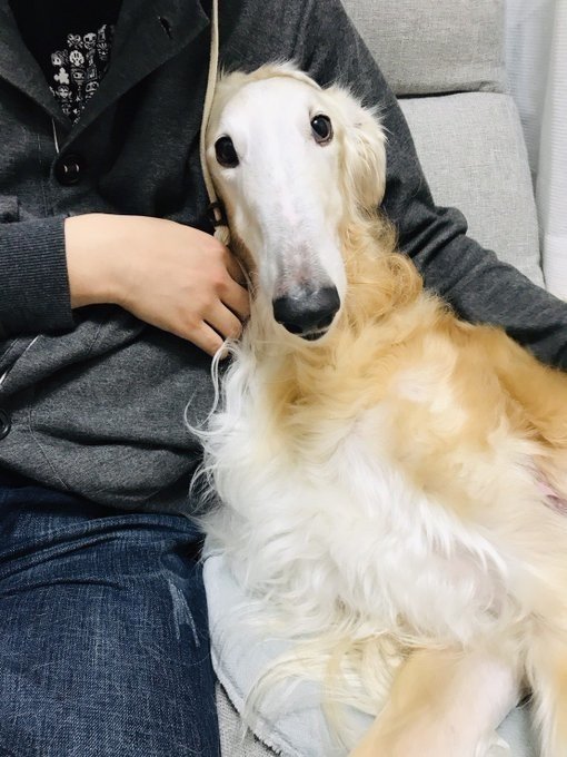 ボルゾイ犬を触ってきた話 Quq Note