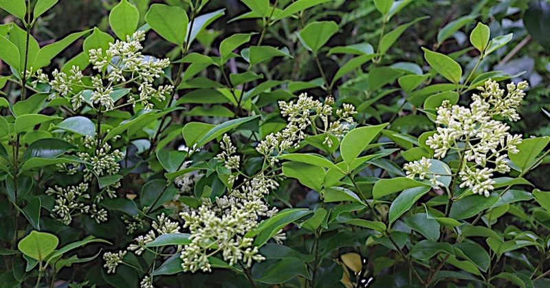 1月の誕生花と花言葉 常緑高木 Taku Note