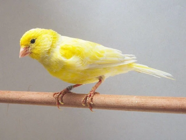 カナリア