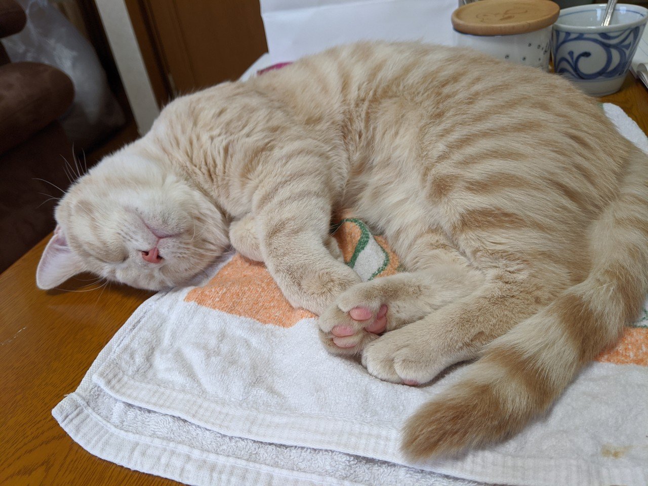 毎日note316日目 今週は 絶対終わらないたくさんの仕事 遅筆な私比 寝ずに暴れる猫 病院 母にプレゼント贈る 寝ずに暴れる猫 と 予定がてんこ盛りで どれを脳内から消そうかとガクブルしている さゆ Note