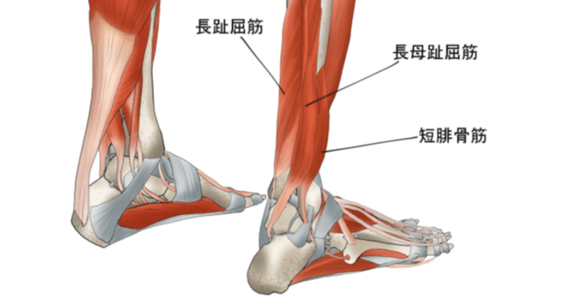 長母指屈筋 の新着タグ記事一覧 Note つくる つながる とどける