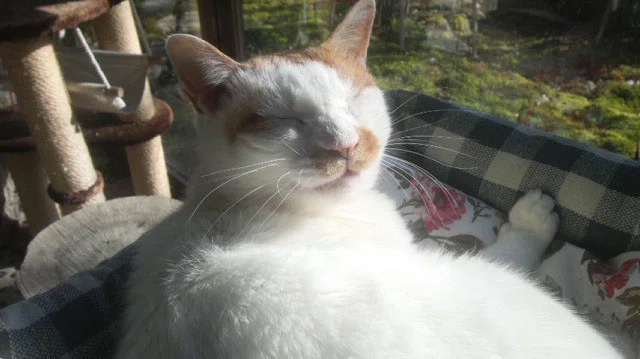 おかあさんのめあては 口角を上げる だって けけっ 足袋猫 Note おかあさんのめあては 口角を上げる だって けけっ 足袋猫 Note