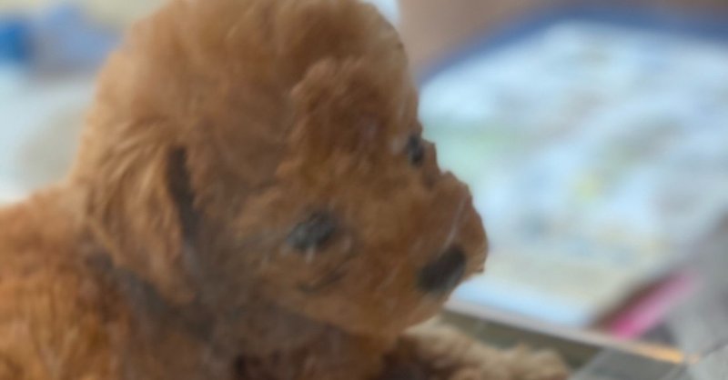 夫婦喧嘩は犬も食わないか ごきげんママ Note