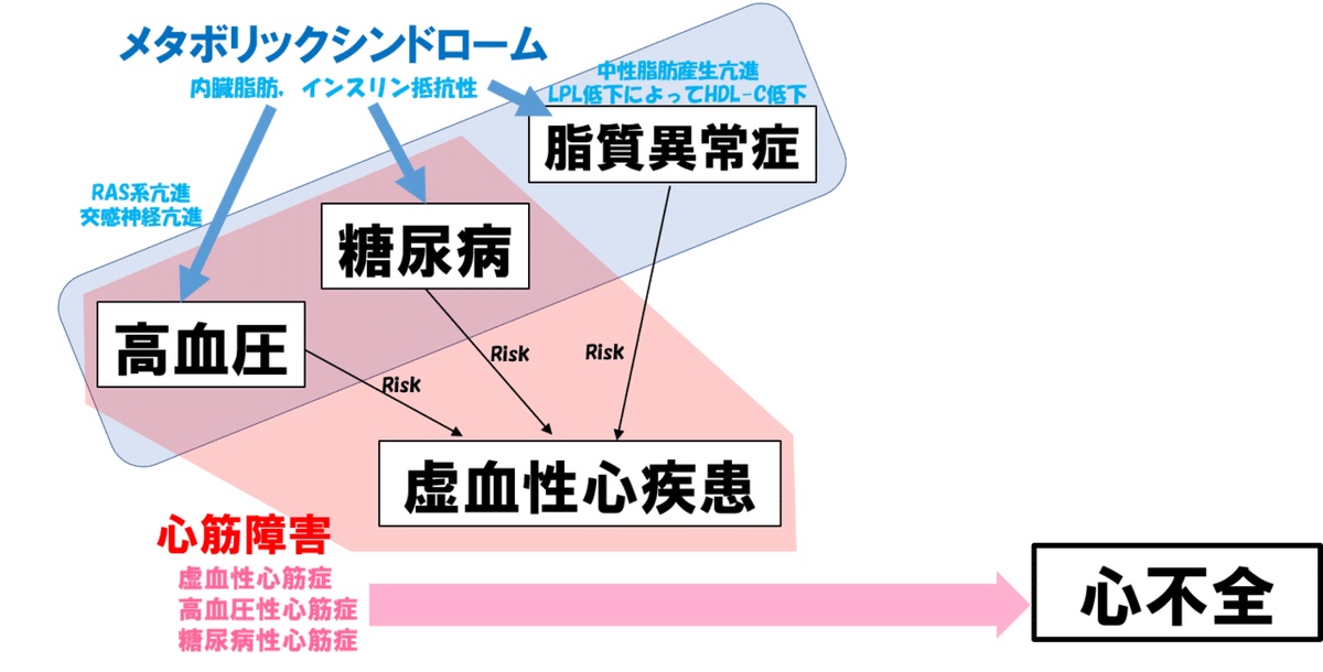 糖尿病性心筋障害から心不全発症