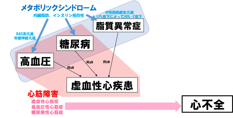 糖尿病性心筋障害から心不全発症