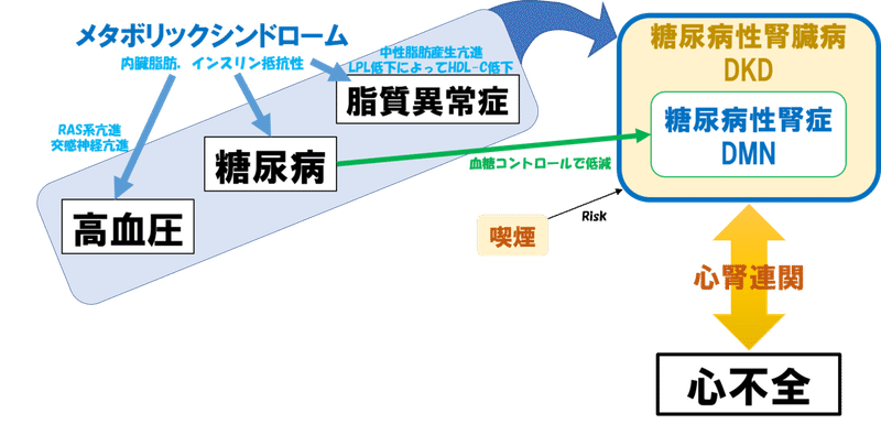 糖尿病と腎不全と心腎連関