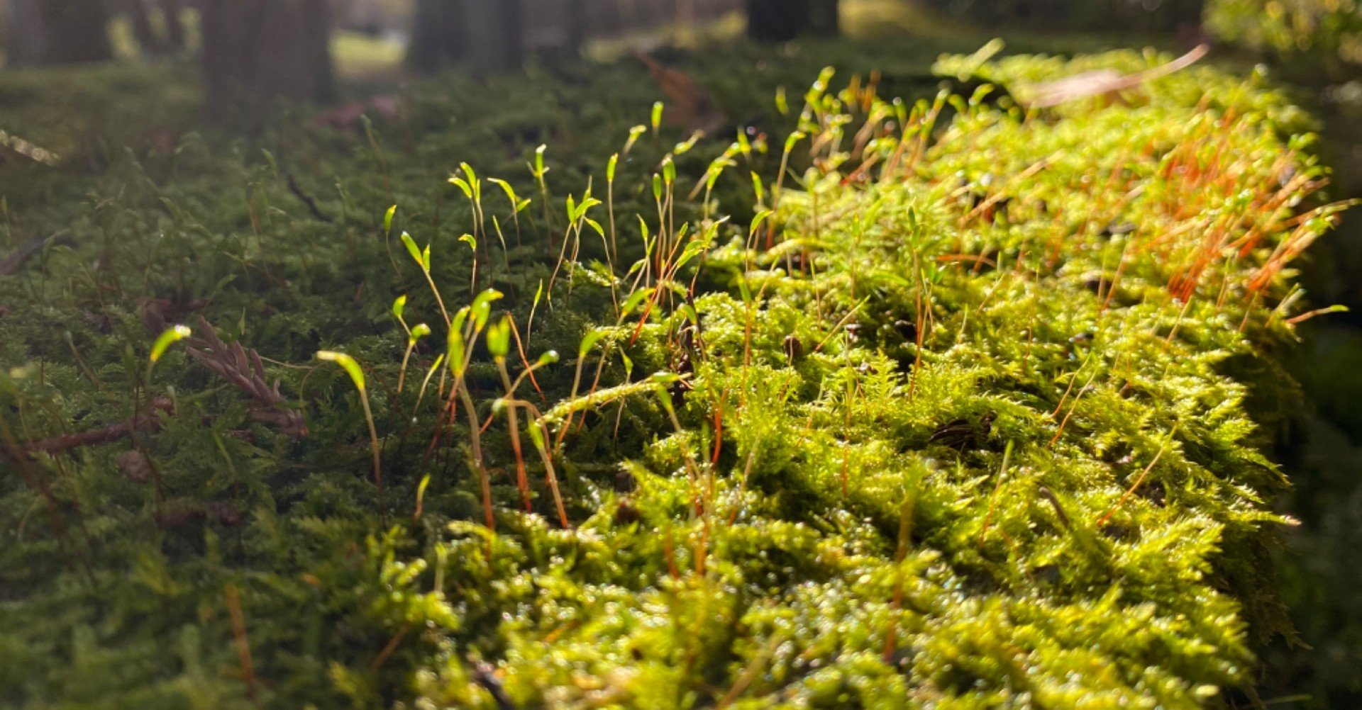 色んな苔の種類を紹介する その1 Noriaki Kawanishi 田舎暮らしデザイナー Note 色んな苔の種類を紹介する その1 Noriaki Kawanishi 田舎暮らしデザイナー Note