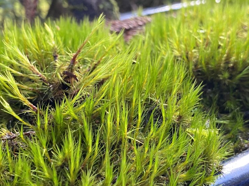 色んな苔の種類を紹介する その1 Noriaki Kawanishi 黒崎base半農style Note 色んな苔の種類を紹介する その1 Noriaki Kawanishi 黒崎base半農style Note