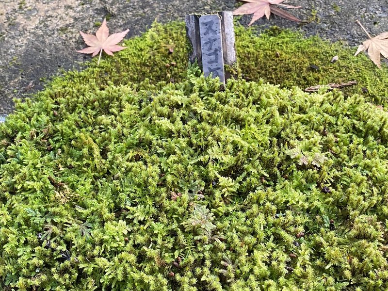 色んな苔の種類を紹介する その１ Noriaki Kawanishi 黒崎base半農style Note