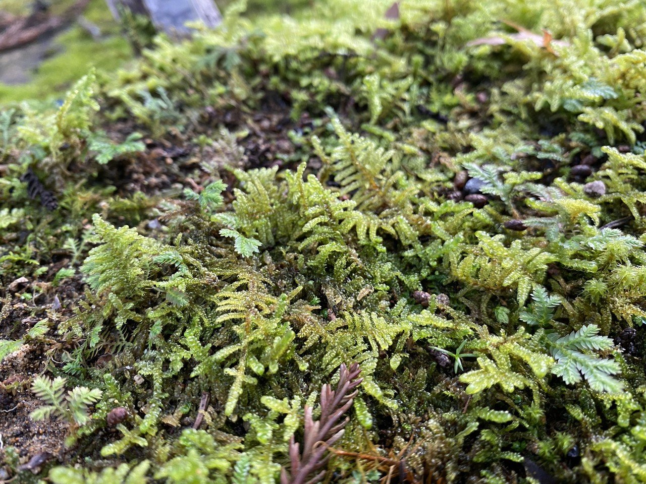 色んな苔の種類を紹介する その1 Noriaki Kawanishi 田舎暮らしデザイナー Note 色んな苔の種類を紹介する その1 Noriaki Kawanishi 田舎暮らしデザイナー Note