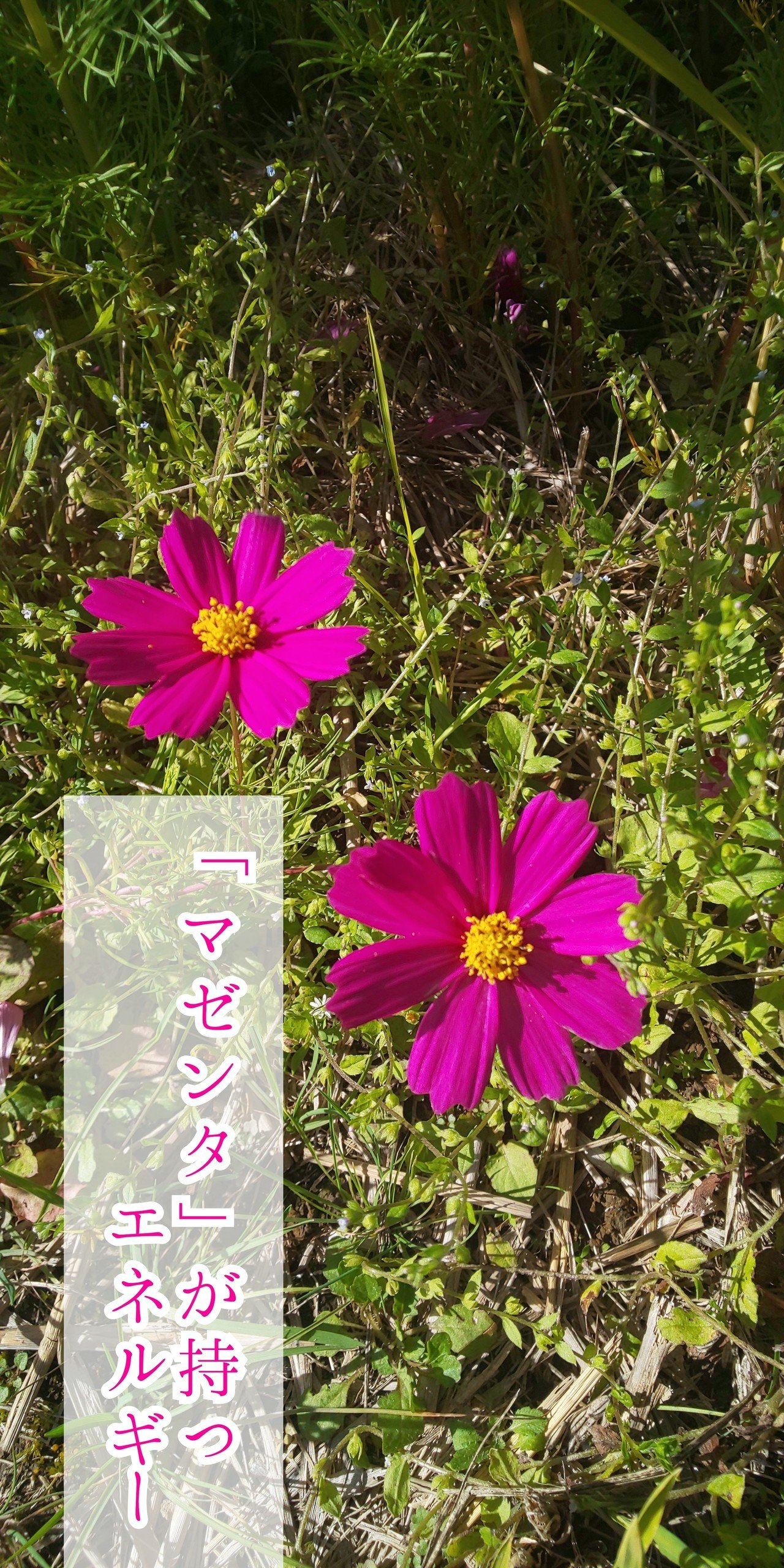 色の話 マゼンタ のもつエネルギー イロノツクリテ Note 色の話 マゼンタ のもつエネルギー イロノツクリテ Note
