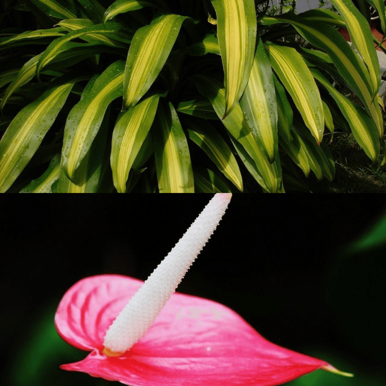 12月1日お誕生日の方おめでとうございます 今日の誕生花の花言葉は ドラセナ 幸福 アンスリウム 煩悩 恋にもだえる心 今日も素敵な1日になりますように 誕生花 Monstera Monstera18 Note