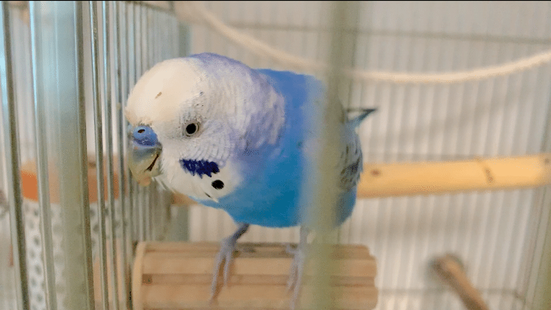 ぽぴが嘔吐した インコの消化不良 インコまるけ Note