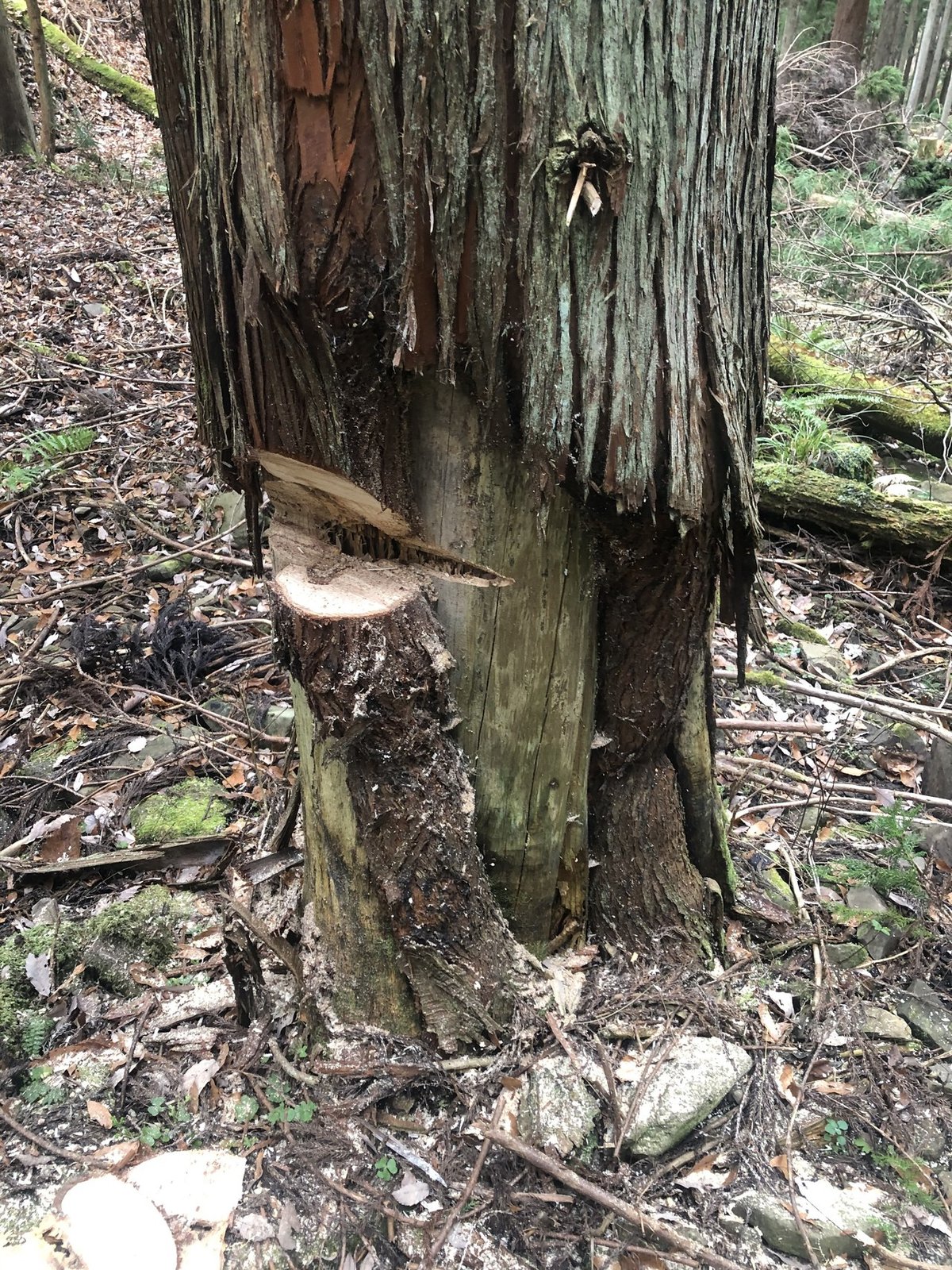 立ち枯れ｜P-stump