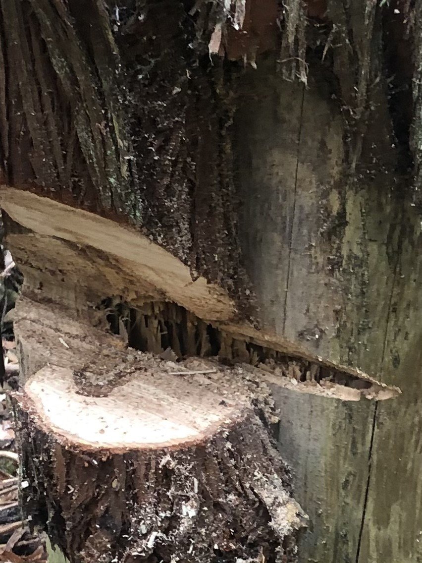 立ち枯れ｜P-stump