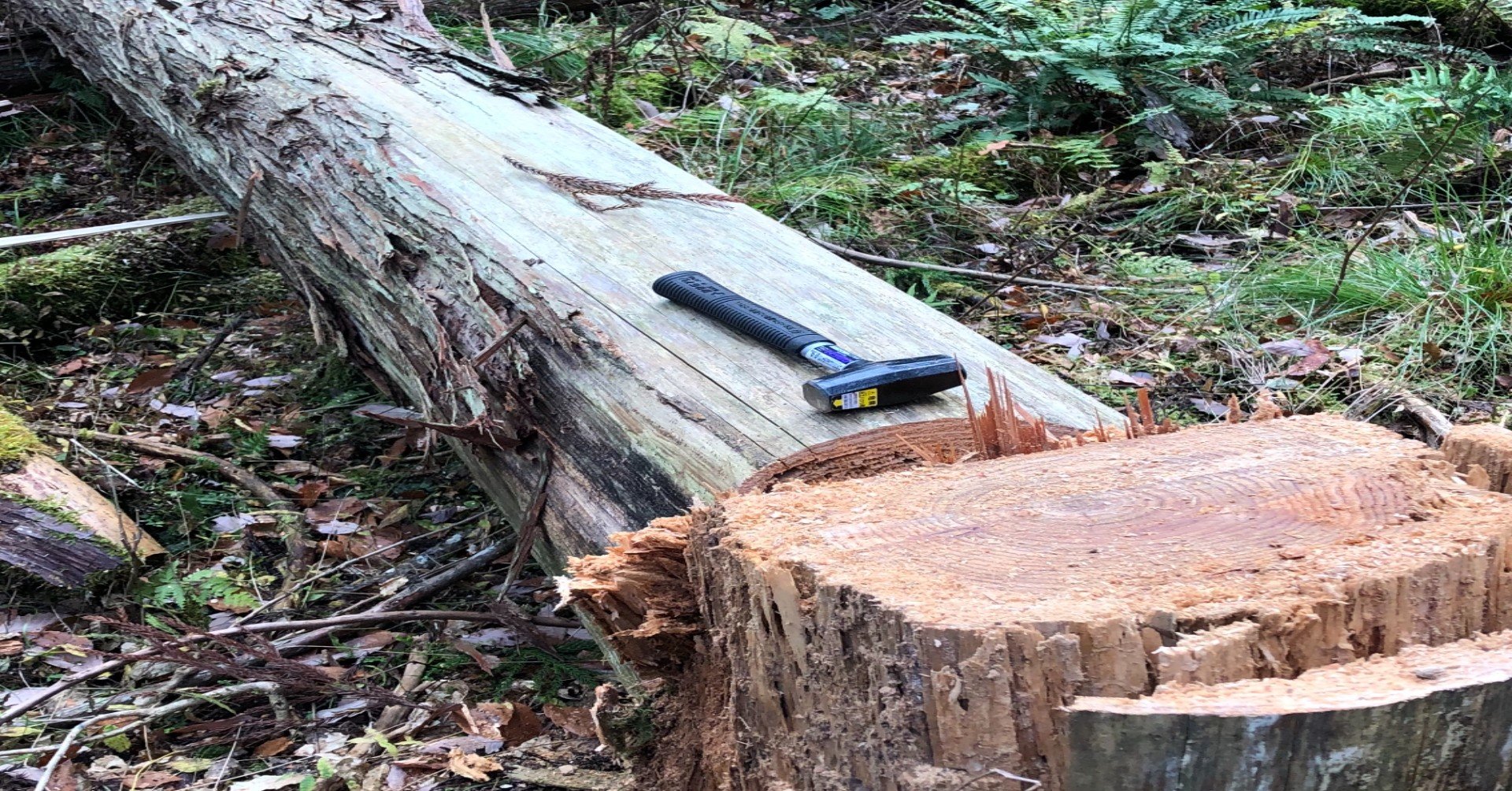 立ち枯れ｜P-stump