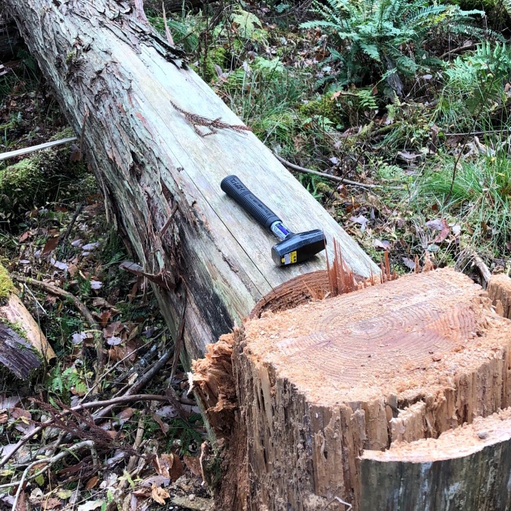 立ち枯れ｜P-stump