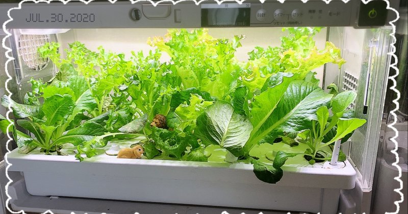 だから冬は水耕栽培が捗るということ 唯の言葉 ゆいのことのは Note