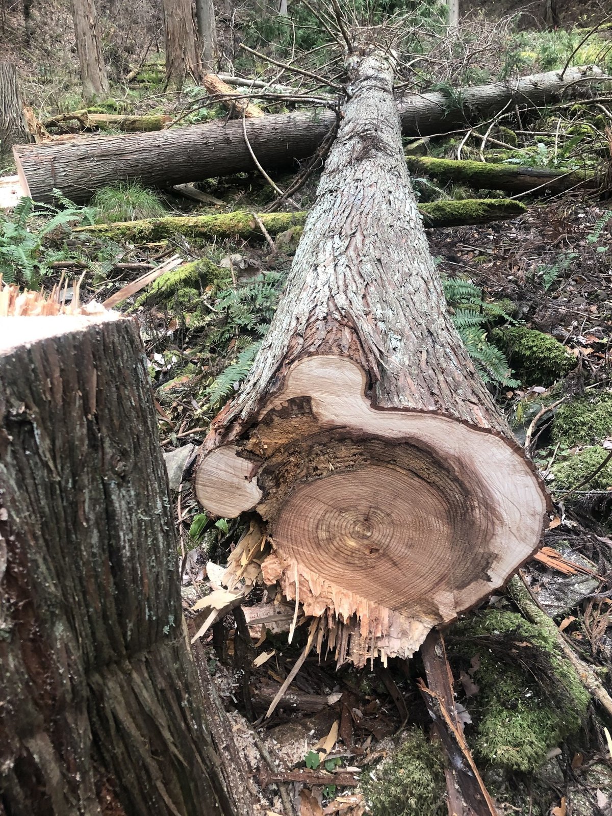 立ち枯れ｜P-stump