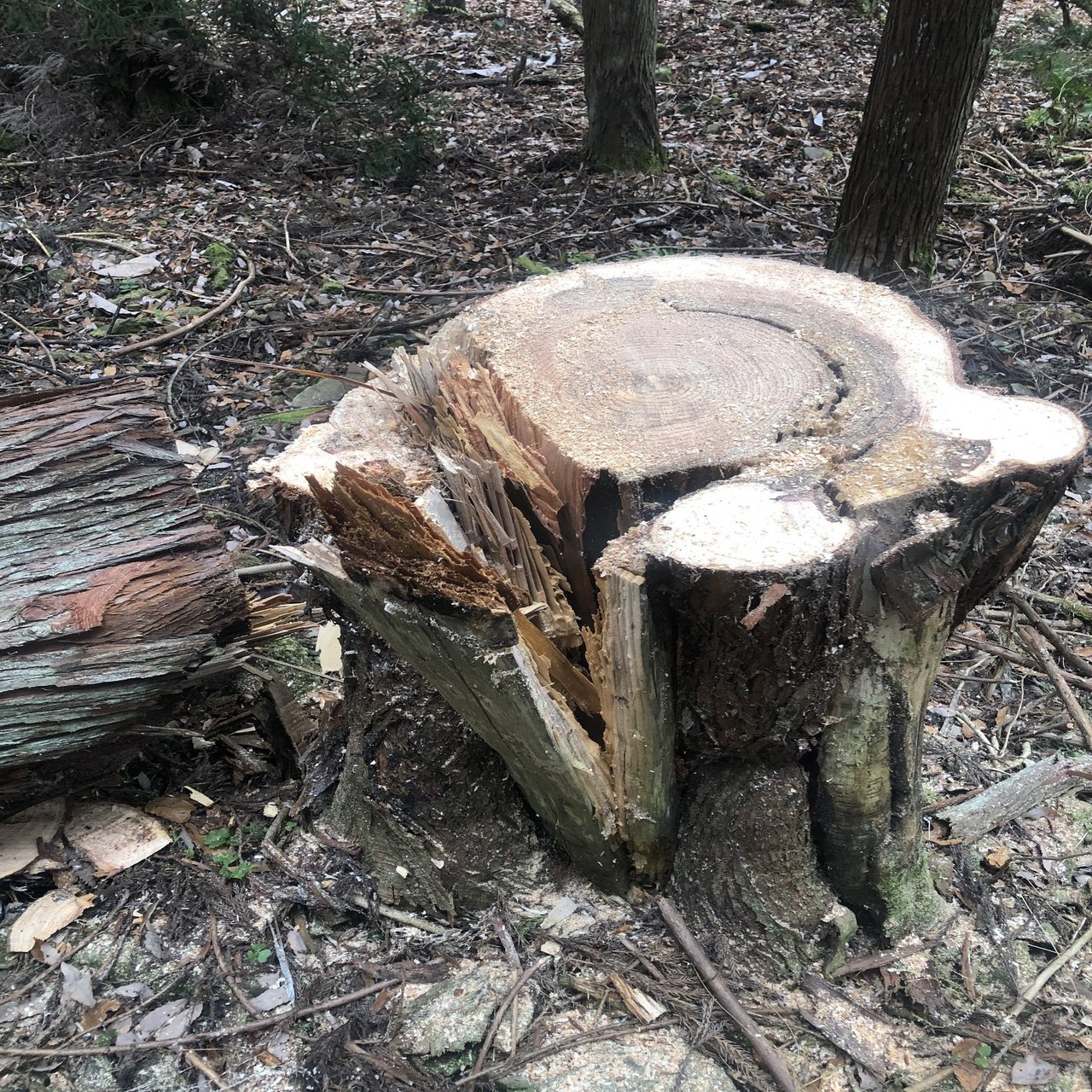 立ち枯れ｜P-stump