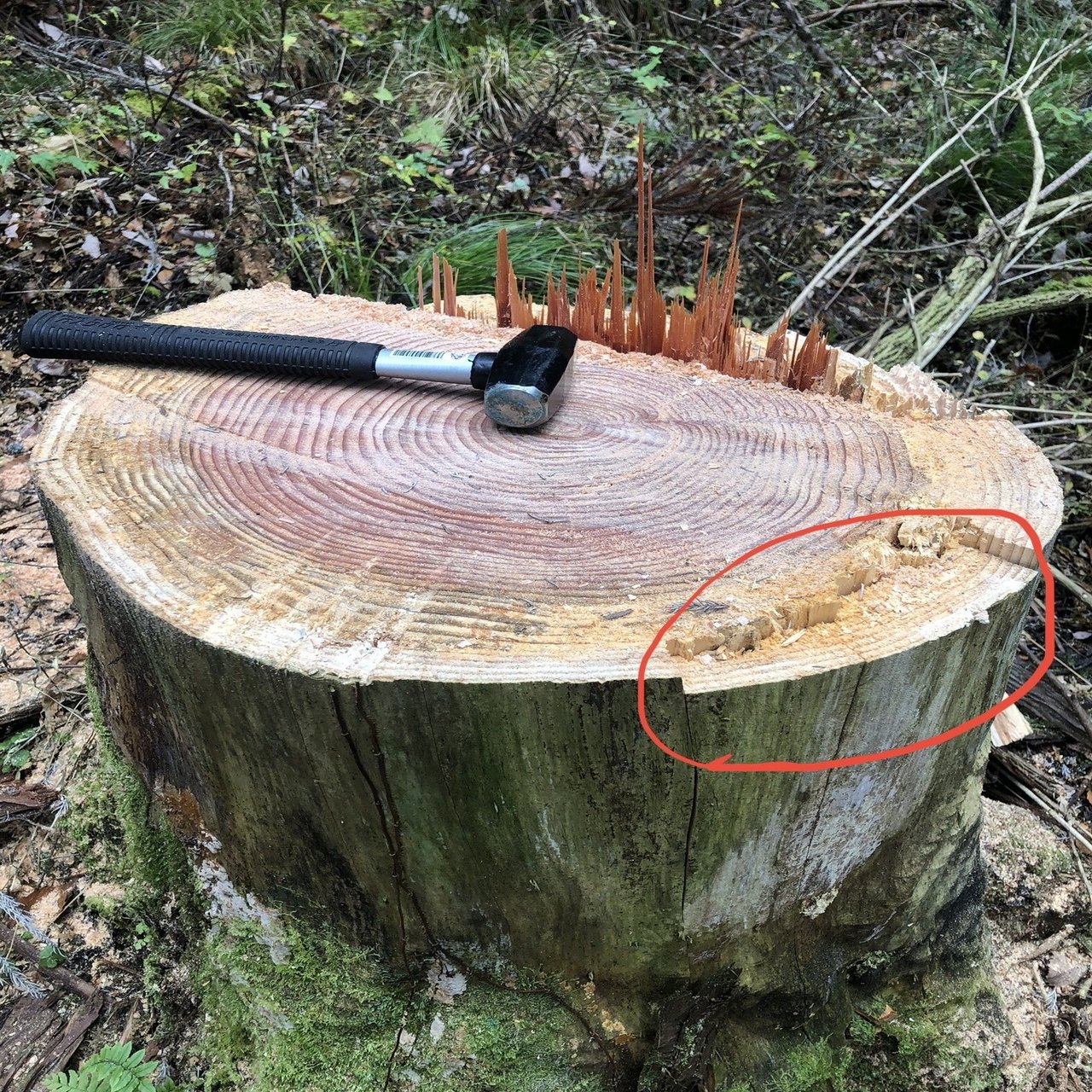 立ち枯れ｜P-stump