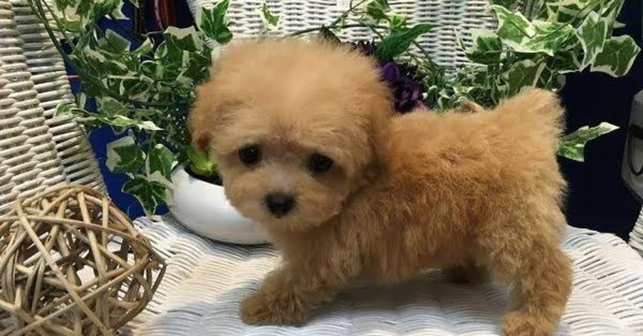 ティーカッププードルブリーダー探し中 ひなちゃす Note ティーカッププードルブリーダー探し中 ひなちゃす Note