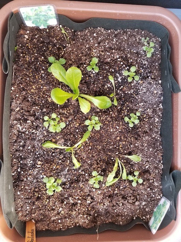 ペットボトルと牛乳パックで人参とレタス栽培 11月 Tokino Note