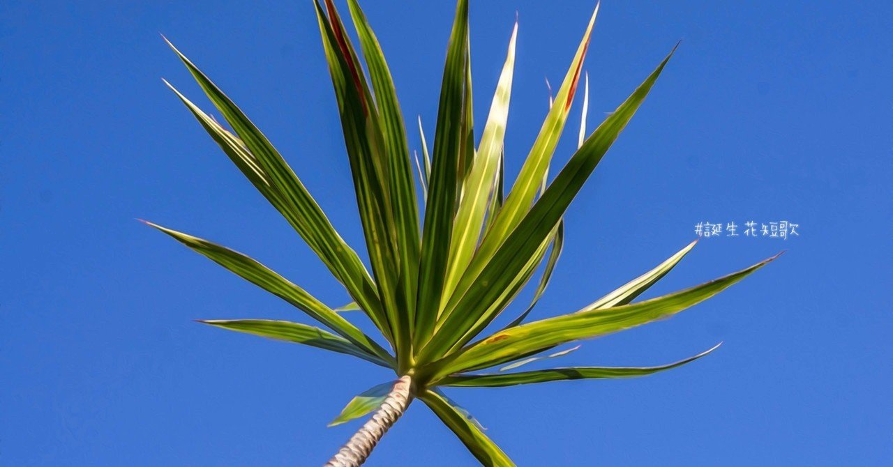 12月1日 誕生花は匂千年木 誕生花短歌 御子柴 流歌 Note 12月1日 誕生花は匂千年木 誕生花短歌 御子柴 流歌 Note
