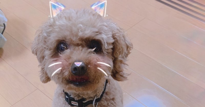 犬にsnowをかける方法 神崎 Note