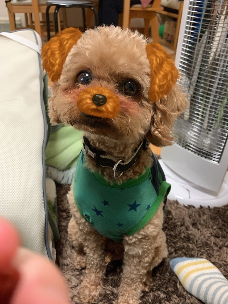 犬にsnowをかける方法 神崎 Note