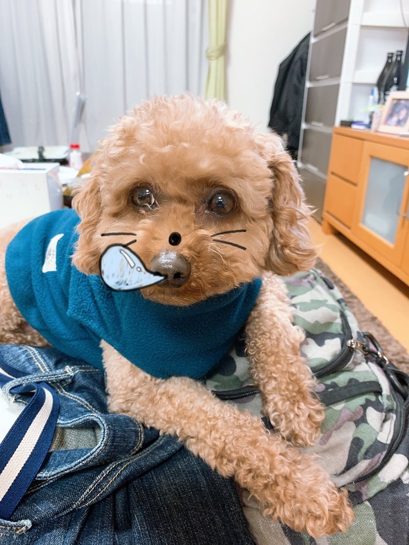 犬にsnowをかける方法 神崎 Note