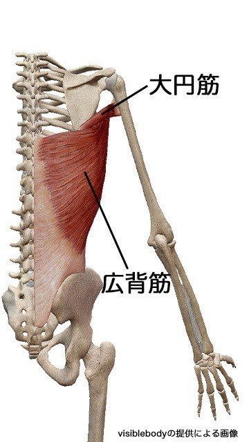 広背筋に効かせるポイントはこれ ラットプルダウンの効果的なやり方を徹底解説 せいや アラサー筋トレチャンネル Note
