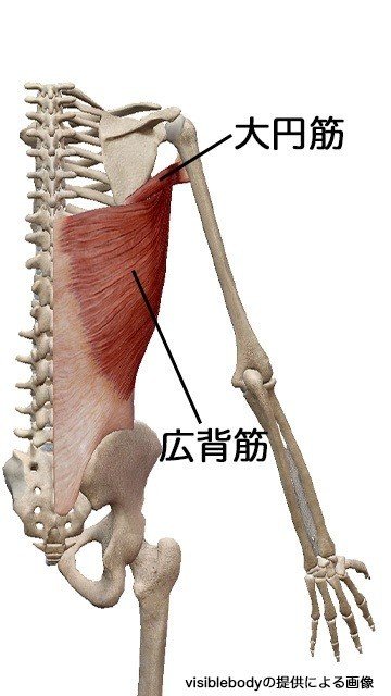 ラットプル解剖