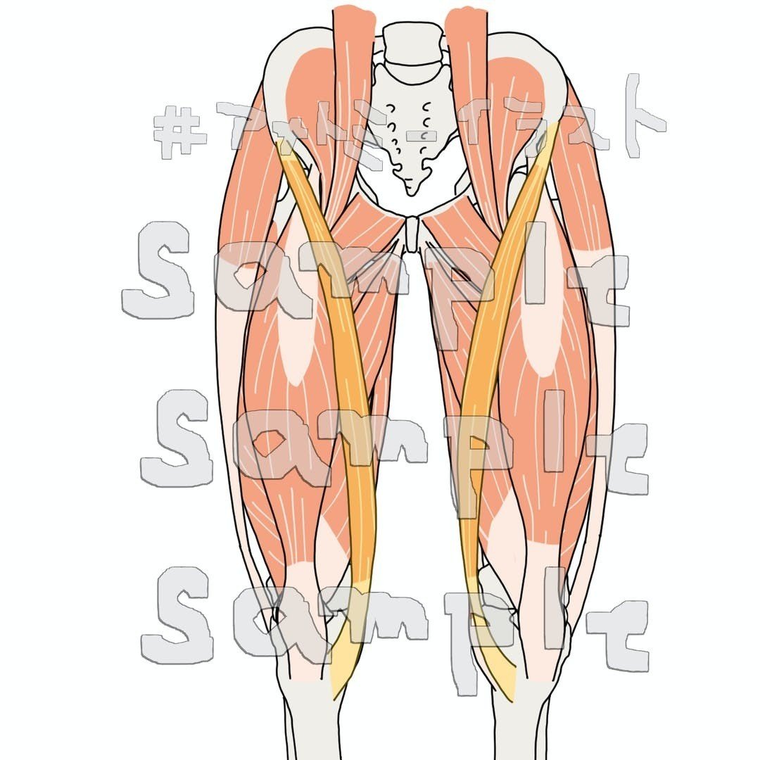 大腿 膝内側 骨盤外側面イラストセット B アナトミーイラストレーター Kei Note 大腿 膝内側 骨盤外側面イラストセット B アナトミーイラストレーター Kei Note