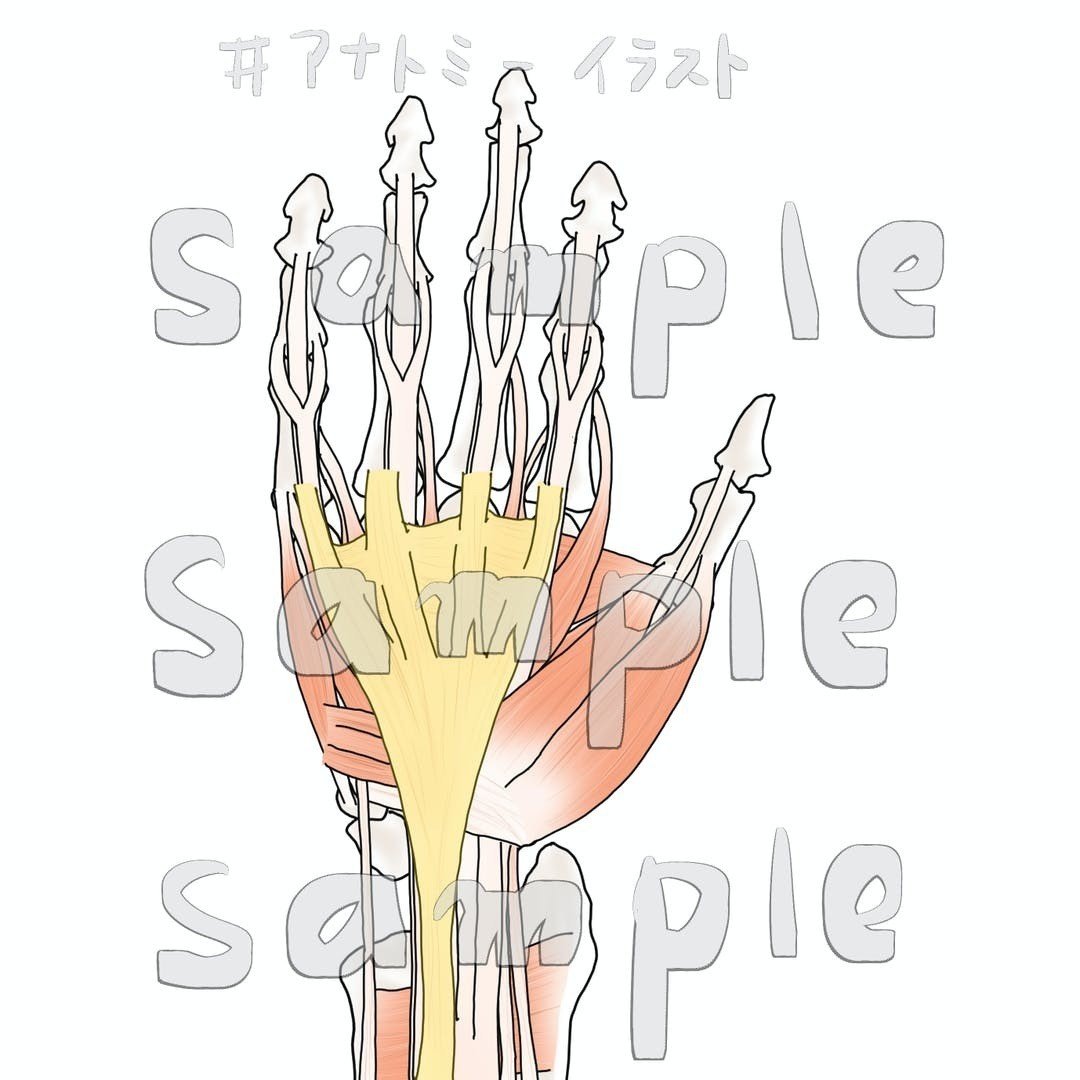 手部 前腕 肩甲骨 上腕 胸部イラストセット A アナトミーイラストレーター Kei Note 手部 前腕 肩甲骨 上腕 胸部イラストセット A アナトミーイラストレーター Kei Note