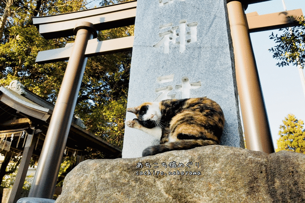 みけねこ」の人気タグ記事一覧｜note ――つくる、つながる、と