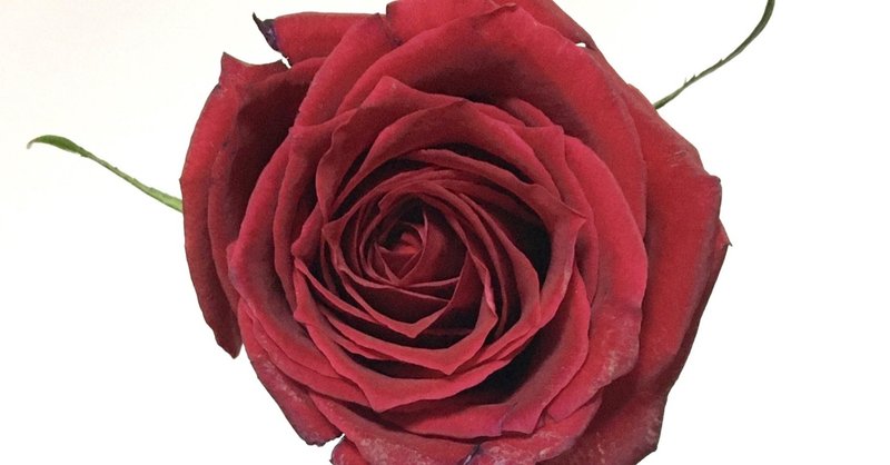 真紅の薔薇に隠された物語 Pirokichi Note 真紅の薔薇に隠された物語 Pirokichi Note